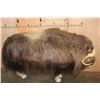 Image 8 : Big Life-sized MUSKOX on Bolts with No Base