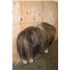Image 9 : Big Life-sized MUSKOX on Bolts with No Base