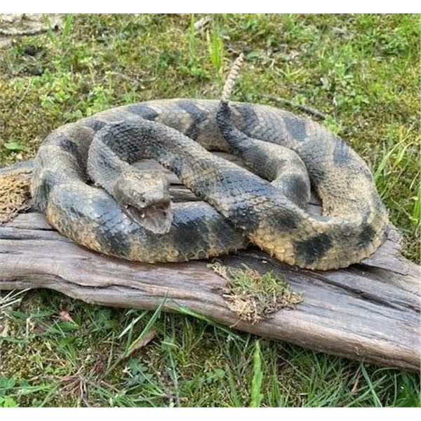 Big 50" *Real Skin* Taxidermy RATTLESNAKE on a Natural Wood Setting
