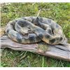 Image 1 : Big 50" *Real Skin* Taxidermy RATTLESNAKE on a Natural Wood Setting