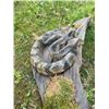 Image 3 : Big 50" *Real Skin* Taxidermy RATTLESNAKE on a Natural Wood Setting