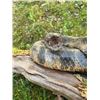 Image 4 : Big 50" *Real Skin* Taxidermy RATTLESNAKE on a Natural Wood Setting
