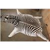 Image 2 : XL *Like New* ZEBRA Hide or ZEBRA Rug