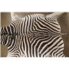 Image 3 : XL *Like New* ZEBRA Hide or ZEBRA Rug
