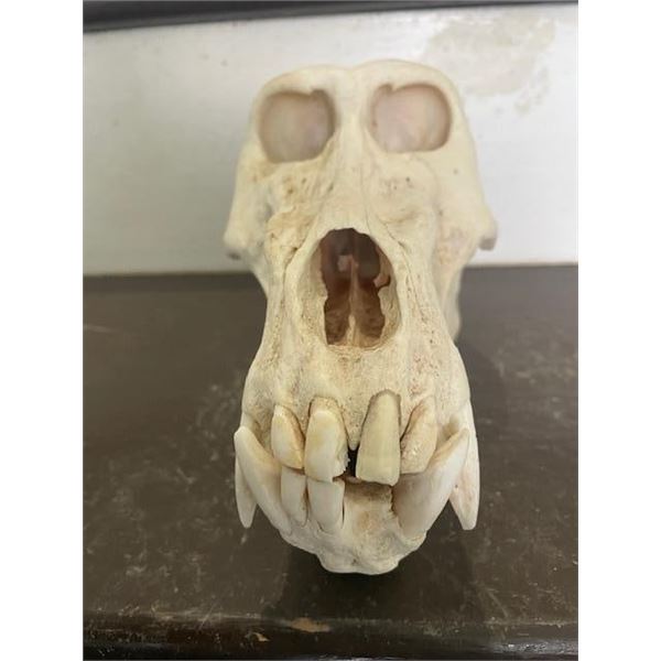 Large Male BABOON Skull