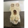 Image 1 : Large Male BABOON Skull
