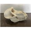 Image 2 : Large Male BABOON Skull