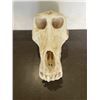 Image 4 : Large Male BABOON Skull