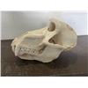Image 5 : Large Male BABOON Skull