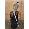 Image 10 : SILVER REEVE'S PHEASANT Perched on a Log and Wood Plaque Base