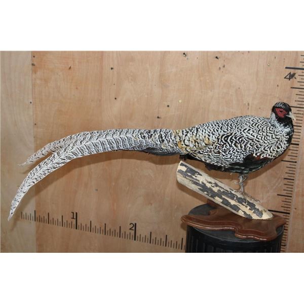 SILVER REEVE'S PHEASANT Perched on a Log and Wood Plaque Base