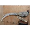 Image 1 : SILVER REEVE'S PHEASANT Perched on a Log and Wood Plaque Base