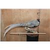 Image 2 : SILVER REEVE'S PHEASANT Perched on a Log and Wood Plaque Base