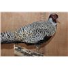 Image 4 : SILVER REEVE'S PHEASANT Perched on a Log and Wood Plaque Base