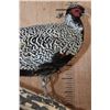 Image 5 : SILVER REEVE'S PHEASANT Perched on a Log and Wood Plaque Base