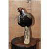 Image 6 : SILVER REEVE'S PHEASANT Perched on a Log and Wood Plaque Base