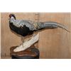 Image 7 : SILVER REEVE'S PHEASANT Perched on a Log and Wood Plaque Base
