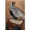 Image 9 : SILVER REEVE'S PHEASANT Perched on a Log and Wood Plaque Base
