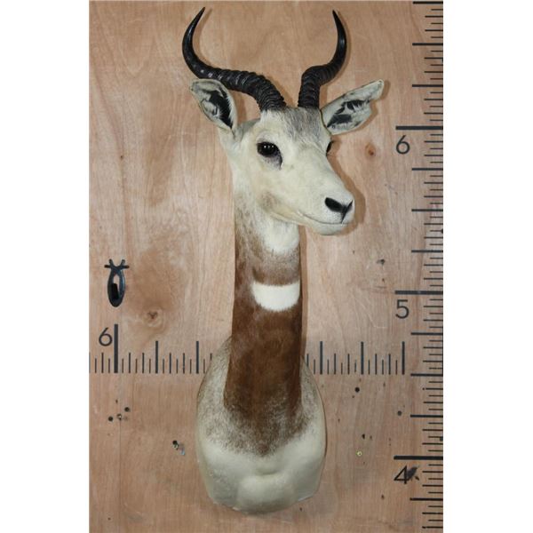 *TEXAS RESIDENTS ONLY* DAMA GAZELLE Shoulder Mount