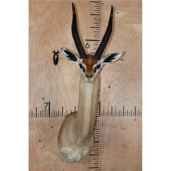 GERENUK Shoulder Mount
