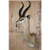Image 3 : GERENUK Shoulder Mount