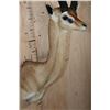 Image 5 : GERENUK Shoulder Mount