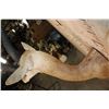 Image 8 : GERENUK Shoulder Mount