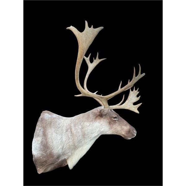 Big *Like New* 28-Point CARIBOU Shoulder Mount