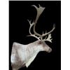 Image 2 : Big *Like New* 28-Point CARIBOU Shoulder Mount