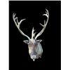 Image 3 : Big *Like New* 28-Point CARIBOU Shoulder Mount