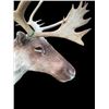 Image 4 : Big *Like New* 28-Point CARIBOU Shoulder Mount