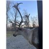 Image 6 : Big *Like New* 28-Point CARIBOU Shoulder Mount