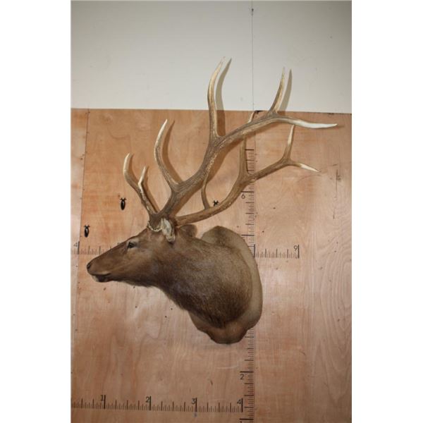 XL 11-Point ELK Shoulder Mount