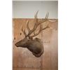 Image 1 : XL 11-Point ELK Shoulder Mount