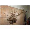Image 2 : XL 11-Point ELK Shoulder Mount
