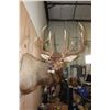 Image 3 : XL 11-Point ELK Shoulder Mount
