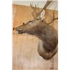 Image 6 : XL 11-Point ELK Shoulder Mount