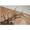 Image 8 : XL 11-Point ELK Shoulder Mount