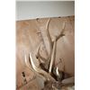 Image 9 : XL 11-Point ELK Shoulder Mount