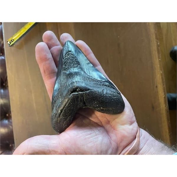 Huge MEGALODON SHARK Tooth Fossil