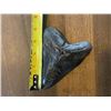 Image 2 : Huge MEGALODON SHARK Tooth Fossil