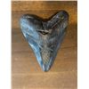 Image 3 : Huge MEGALODON SHARK Tooth Fossil