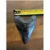 Image 4 : Huge MEGALODON SHARK Tooth Fossil