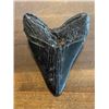 Image 5 : Huge MEGALODON SHARK Tooth Fossil