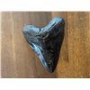 Image 6 : Huge MEGALODON SHARK Tooth Fossil