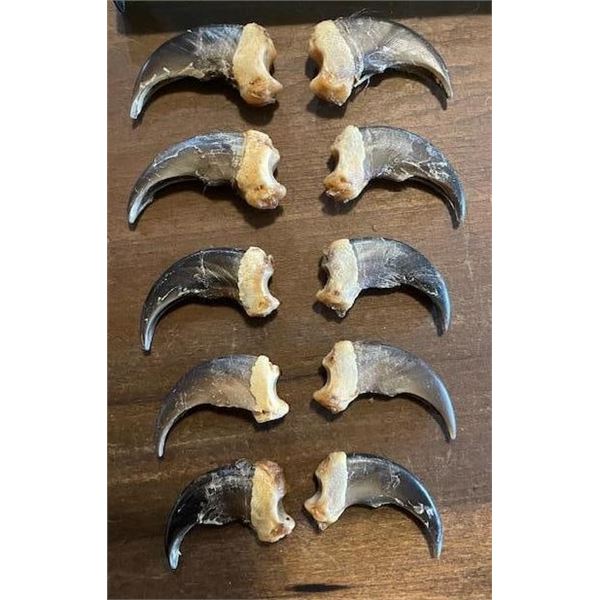 (10) XXL BLACK BEAR Front Claws