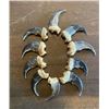Image 4 : (10) XXL BLACK BEAR Front Claws