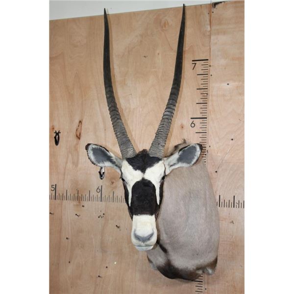 XXL GEMSBOK Shoulder Mount
