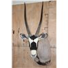 Image 1 : XXL GEMSBOK Shoulder Mount