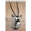Image 2 : XXL GEMSBOK Shoulder Mount